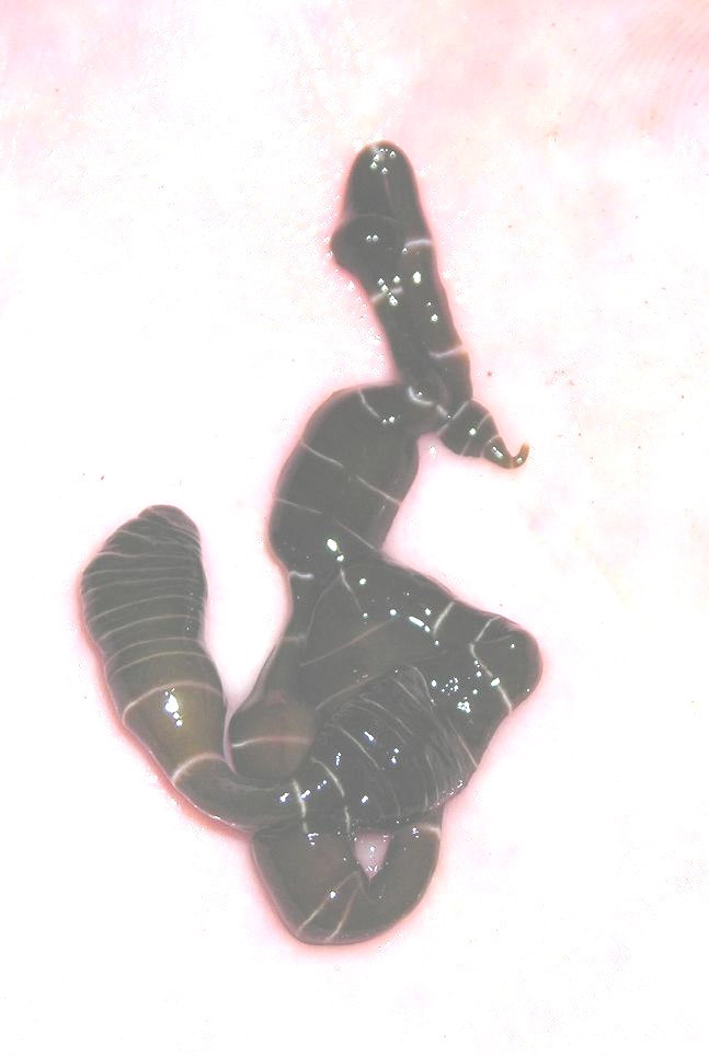 Notospermus geniculatus